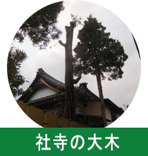 社寺の大木